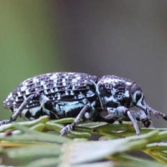 Chrysolopus spectabilis at Moruya, NSW - suppressed