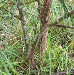 Acacia implexa at Kangaroo Valley, NSW - suppressed