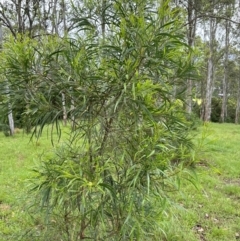 Acacia implexa at Kangaroo Valley, NSW - suppressed