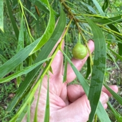 Acacia implexa at Kangaroo Valley, NSW - suppressed