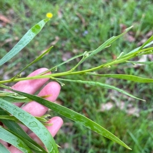 Acacia implexa at Kangaroo Valley, NSW - suppressed