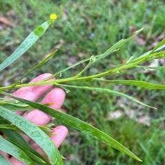 Acacia implexa at Kangaroo Valley, NSW - 8 Jan 2024