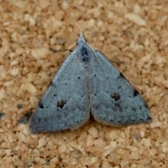 Dichromodes estigmaria (Pale Grey Heath Moth) at Moruya, NSW - 7 Jan 2024 by LisaH