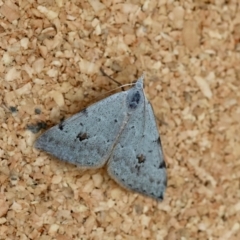 Dichromodes estigmaria at Moruya, NSW - suppressed