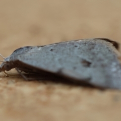 Dichromodes estigmaria at Moruya, NSW - 8 Jan 2024