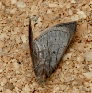 Dichromodes estigmaria at Moruya, NSW - 8 Jan 2024