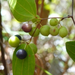 Smilax glyciphylla (Native Sarsaparilla) at Yerriyong, NSW - 6 Jan 2024 by RobG1