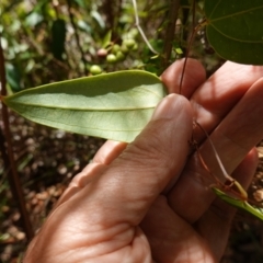 Smilax glyciphylla at Parma Creek Nature Reserve - 6 Jan 2024