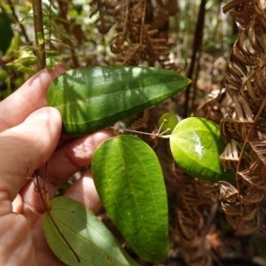 Smilax glyciphylla at Parma Creek Nature Reserve - 6 Jan 2024