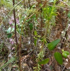 Smilax glyciphylla at Parma Creek Nature Reserve - 6 Jan 2024