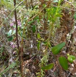 Smilax glyciphylla at Parma Creek Nature Reserve - 6 Jan 2024