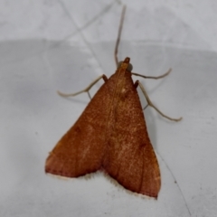 Endotricha ignealis (A Pyralid moth (Endotrichinae)) at Broulee Moruya Nature Observation Area - 7 Jan 2024 by LisaH