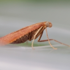 Endotricha ignealis at Moruya, NSW - suppressed