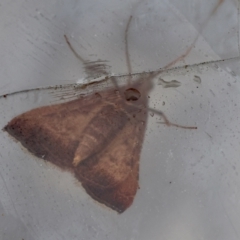 Endotricha ignealis at Moruya, NSW - 8 Jan 2024