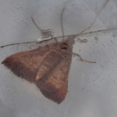 Endotricha ignealis at Moruya, NSW - suppressed