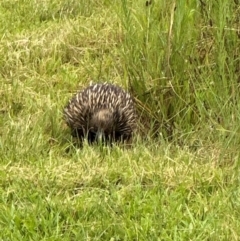 Tachyglossus aculeatus (Short-beaked Echidna) at Kangaroo Valley, NSW - 7 Jan 2024 by lbradley