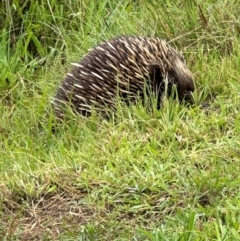 Tachyglossus aculeatus at Kangaroo Valley, NSW - suppressed