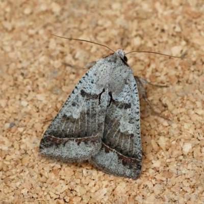 Pantydia sparsa (Noctuid Moth) at Moruya, NSW - 8 Jan 2024 by LisaH