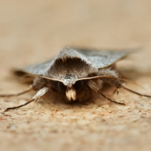 Pantydia sparsa at Moruya, NSW - suppressed