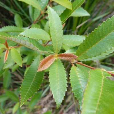 Callicoma serratifolia (Black Wattle, Butterwood, Tdgerruing) at Yerriyong, NSW - 6 Jan 2024 by RobG1