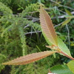 Callicoma serratifolia at Parma Creek Nature Reserve - 6 Jan 2024