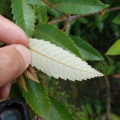 Callicoma serratifolia at Parma Creek Nature Reserve - 6 Jan 2024