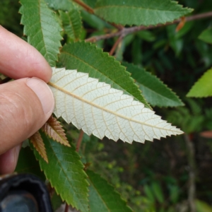 Callicoma serratifolia at Parma Creek Nature Reserve - 6 Jan 2024