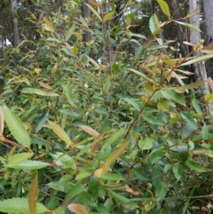 Callicoma serratifolia at Parma Creek Nature Reserve - 6 Jan 2024 01:36 PM