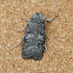 Cryptophasa irrorata (A Gelechioid moth (Xyloryctidae)) at Moruya, NSW - 8 Jan 2024 by LisaH