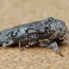 Cryptophasa irrorata at Moruya, NSW - suppressed