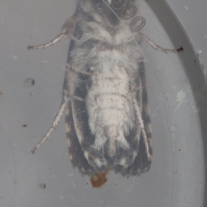 Cryptophasa irrorata at Moruya, NSW - 8 Jan 2024