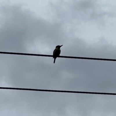 Dacelo novaeguineae (Laughing Kookaburra) at Kangaroo Valley, NSW - 7 Jan 2024 by lbradley