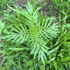 Tagetes minuta at Kangaroo Valley, NSW - suppressed