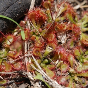 Drosera spatulata at Parma Creek Nature Reserve - 6 Jan 2024 01:45 PM