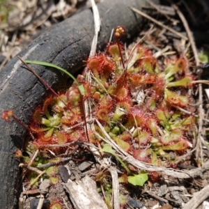 Drosera spatulata at Parma Creek Nature Reserve - 6 Jan 2024 01:45 PM