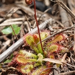 Drosera spatulata at Parma Creek Nature Reserve - 6 Jan 2024 01:45 PM