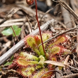 Drosera spatulata at Parma Creek Nature Reserve - 6 Jan 2024 01:45 PM