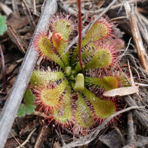 Drosera spatulata at Parma Creek Nature Reserve - 6 Jan 2024