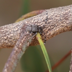 Ancita sp. (genus) (Longicorn or longhorn beetle) at Mount Painter - 2 Feb 2023 by Tammy