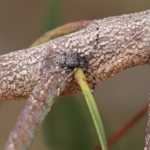 Ancita sp. (genus) at Mount Painter - 2 Feb 2023