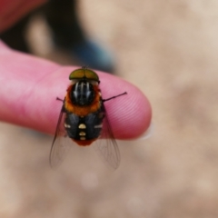 Scaptia (Scaptia) auriflua (A flower-feeding march fly) at Yanununbeyan National Park - 6 Jan 2024 by MB