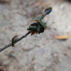 Chauliognathus lugubris (Plague Soldier Beetle) at QPRC LGA - 7 Jan 2024 by MB