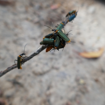 Chauliognathus lugubris (Plague Soldier Beetle) at QPRC LGA - 7 Jan 2024 by MB