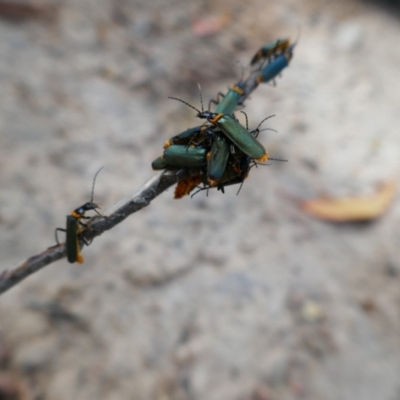 Chauliognathus lugubris (Plague Soldier Beetle) at Yanununbeyan National Park - 6 Jan 2024 by MB