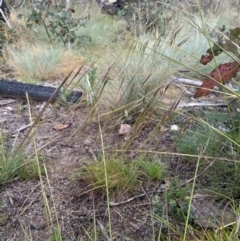 Austrostipa nivicola (Alpine Spear-Grass) at Cotter River, ACT - 6 Jan 2024 by MattM