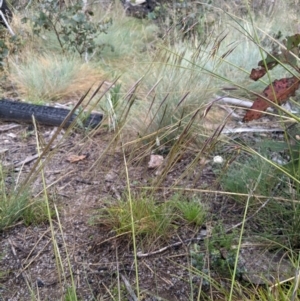 Austrostipa nivicola at Namadgi National Park - 7 Jan 2024