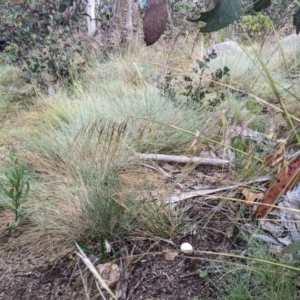 Austrostipa nivicola at Namadgi National Park - 7 Jan 2024