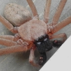 Delena cancerides (Social huntsman spider) at Kambah, ACT - 6 Jan 2024 by JohnBundock