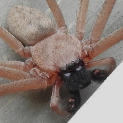 Delena cancerides (Social huntsman spider) at Kambah, ACT - 6 Jan 2024 by JohnBundock