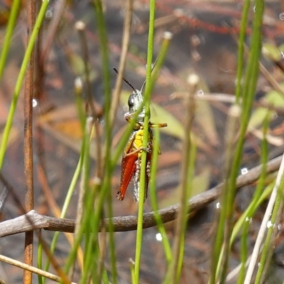 Acrididae sp. (family) (Unidentified Grasshopper) at Parma Creek Nature Reserve - 6 Jan 2024 by RobG1